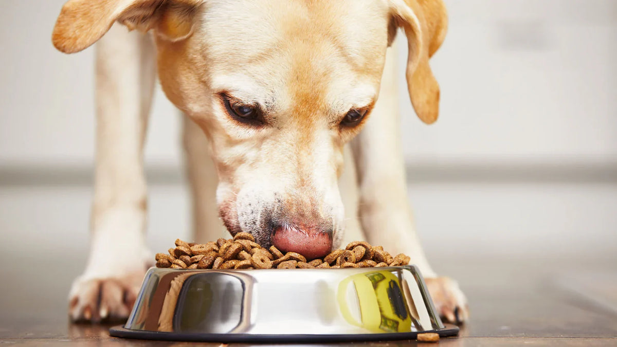 What Ingredients to Look for in Dog Supplements