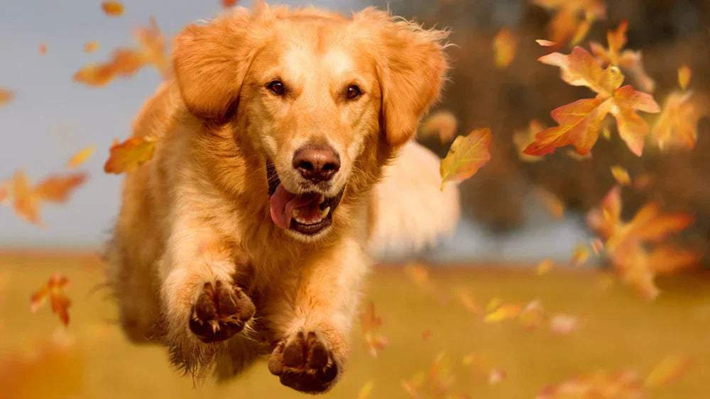 Glucosamine for Dogs: Benefits You Should Know