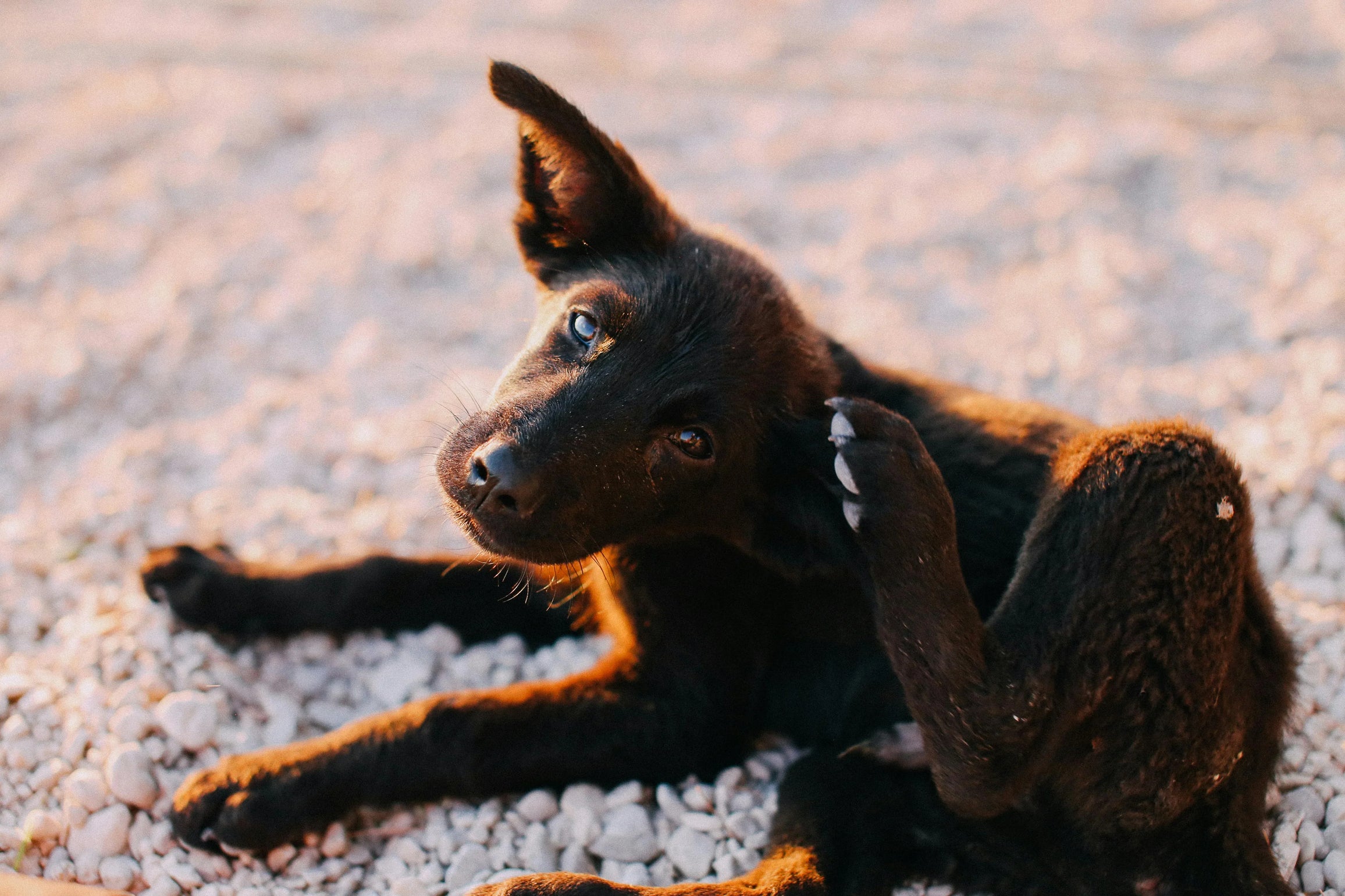 Pet Science 101: Omega-3s for Cats and Dogs