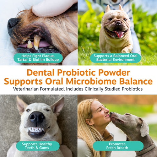 Dental Probiotic Powder