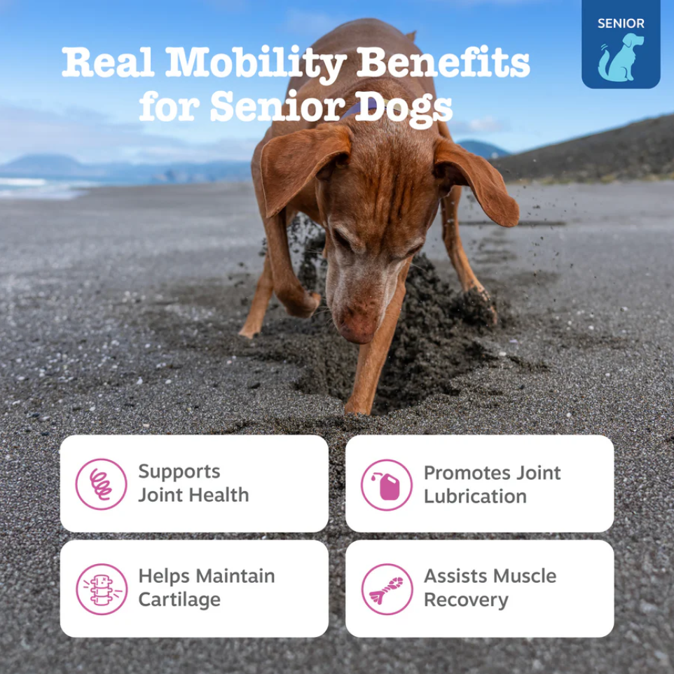 Senior Dog Joint Care Bundle